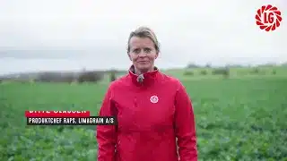 Efterår i rapsmarken