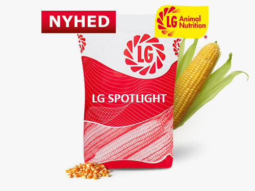 LG SPOTLIGHT_LGAN_Nyhed